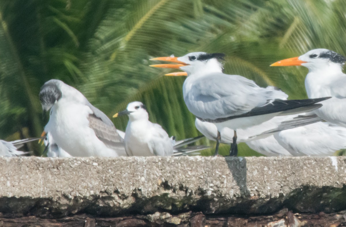 Sandwich Tern - ML192497541