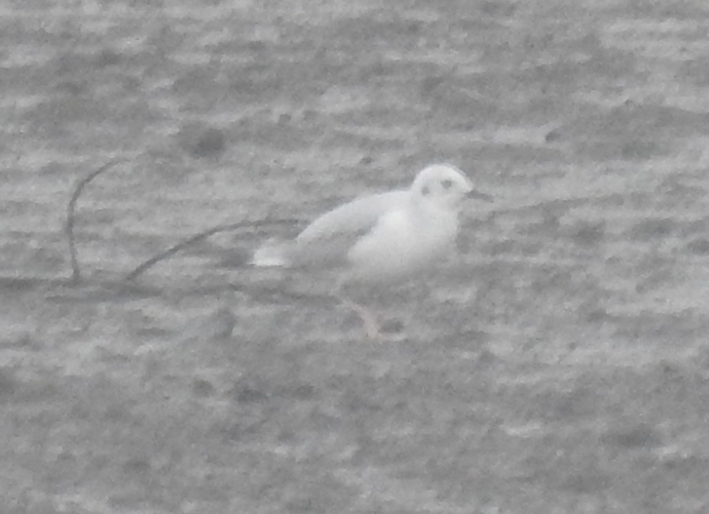 Bonaparte's Gull - ML192497561