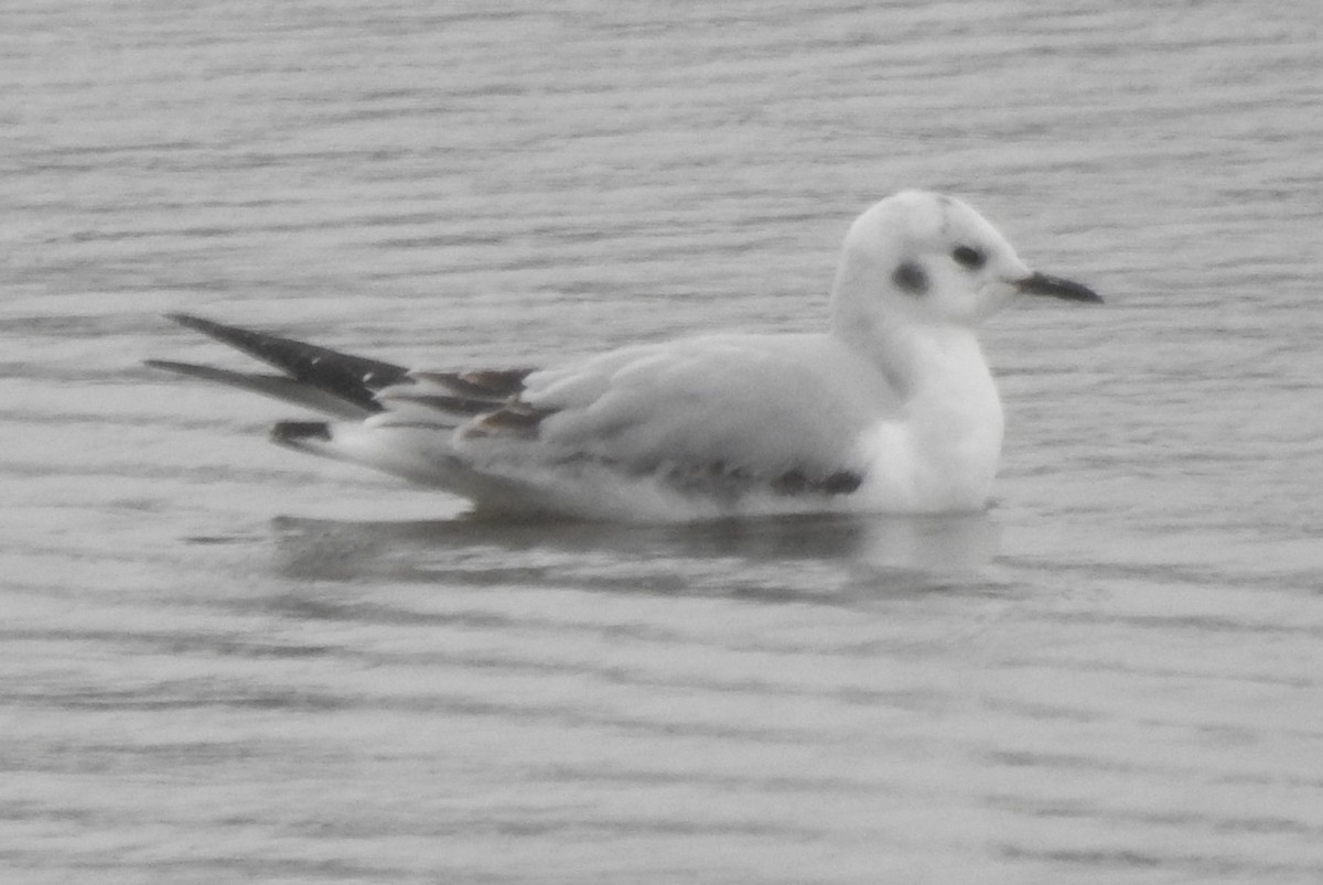 Bonaparte's Gull - Erik Bergman