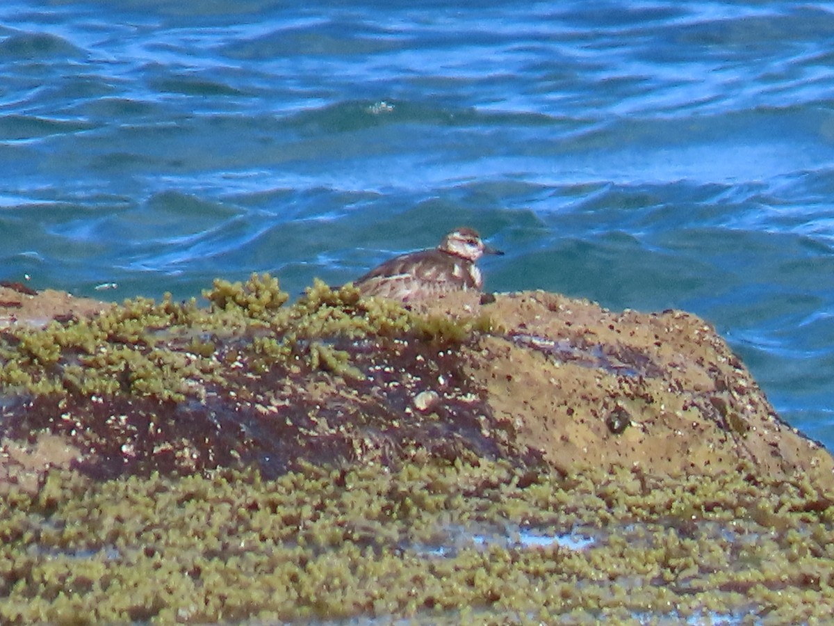 Ruddy Turnstone - ML192497621