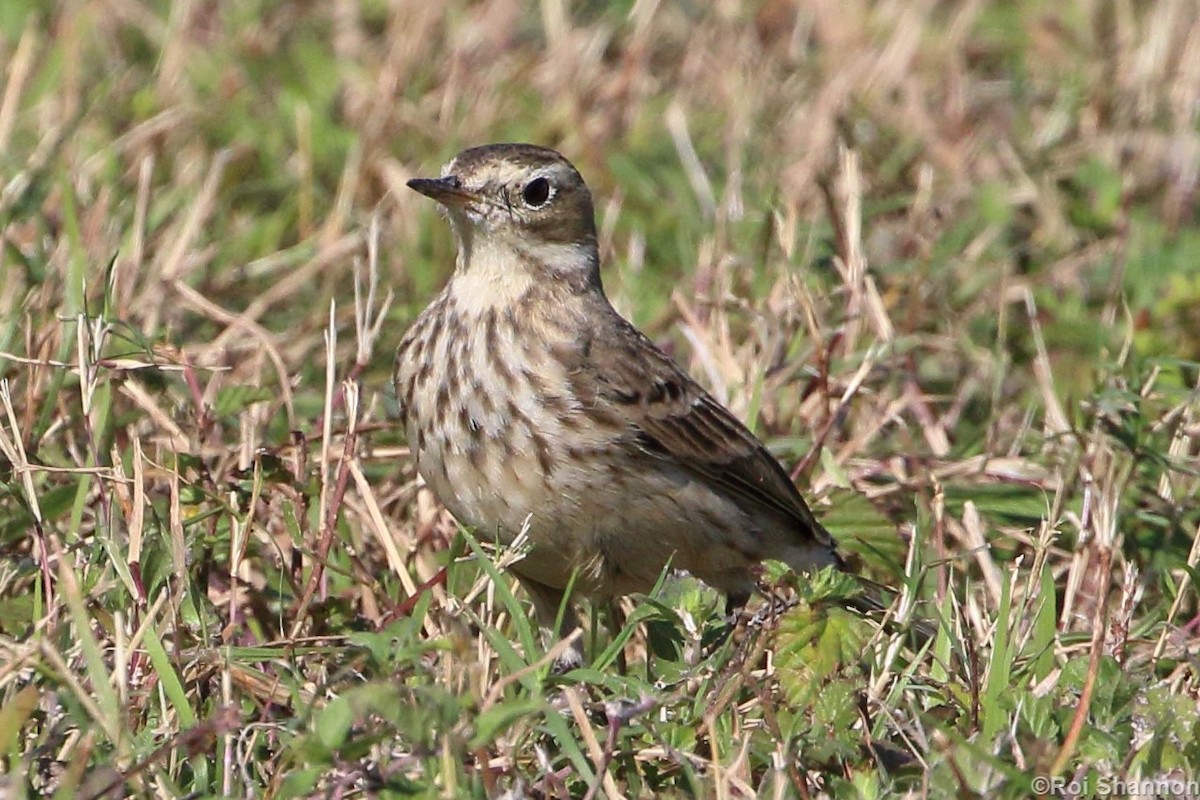 American Pipit - Roi & Debbie Shannon