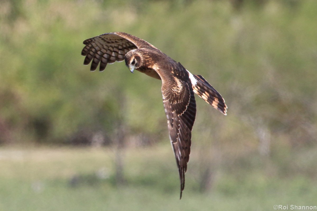 Northern Harrier - Roi & Debbie Shannon