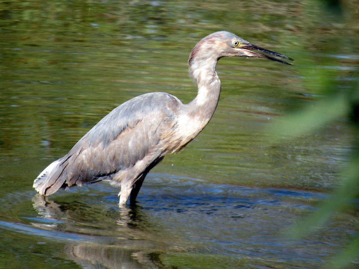 Reddish Egret - Dan Miller