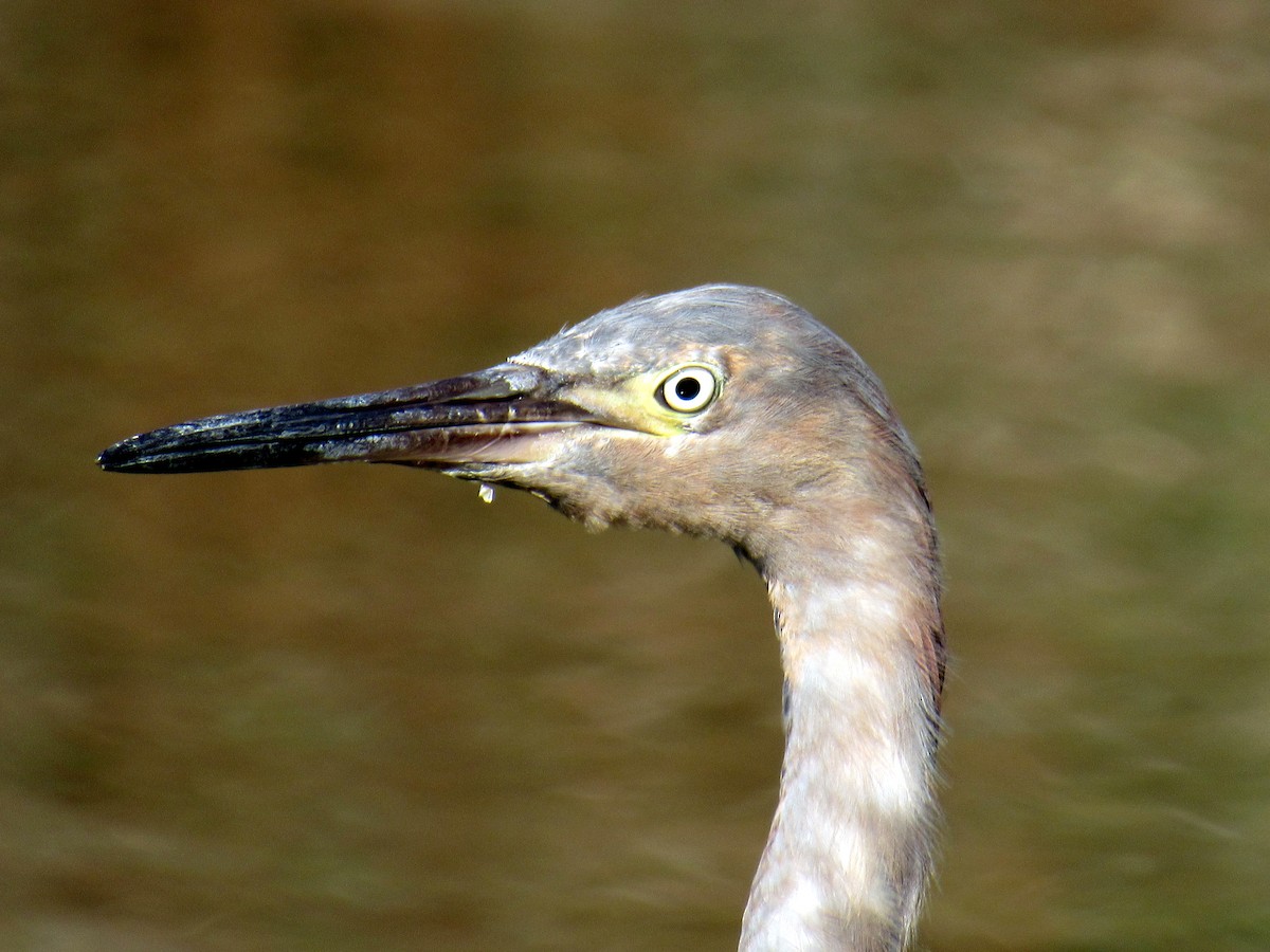 Reddish Egret - Dan Miller