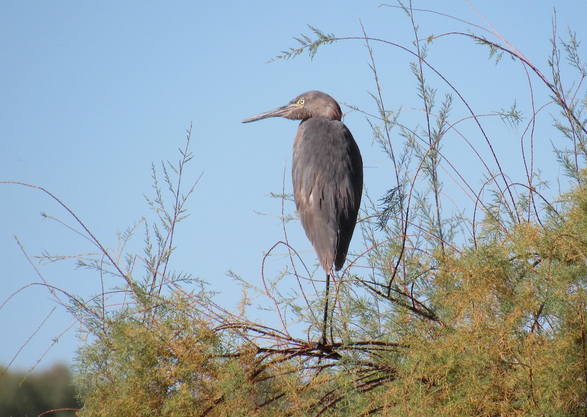 Reddish Egret - Dan Miller