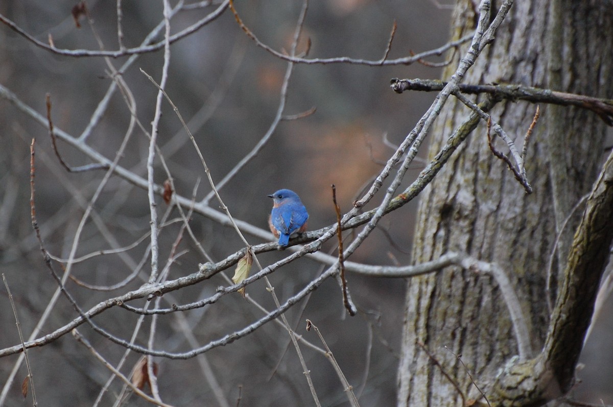 Eastern Bluebird - ML192500441