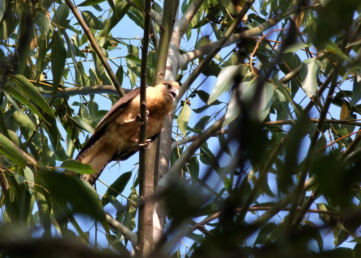 Yellow-headed Caracara - Carlos Otávio Gussoni