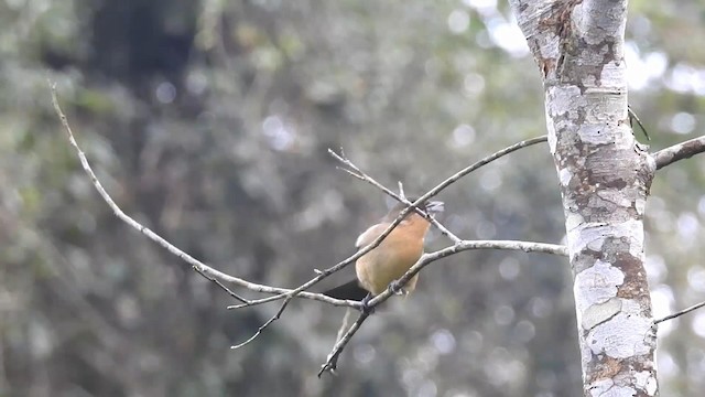 Black-goggled Tanager - ML192504051