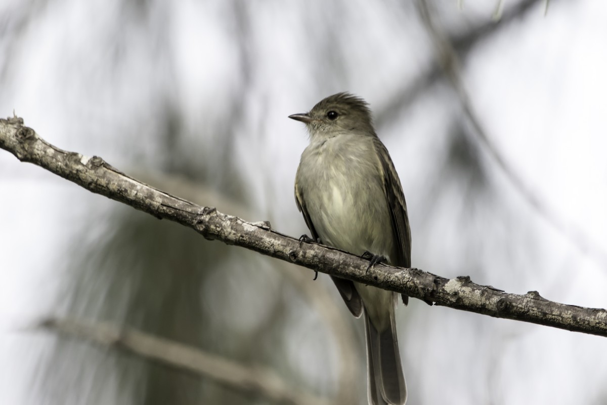 Caribbean Elaenia - ML192505901