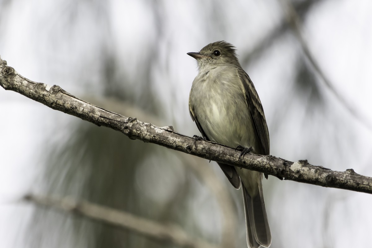 Caribbean Elaenia - ML192505921