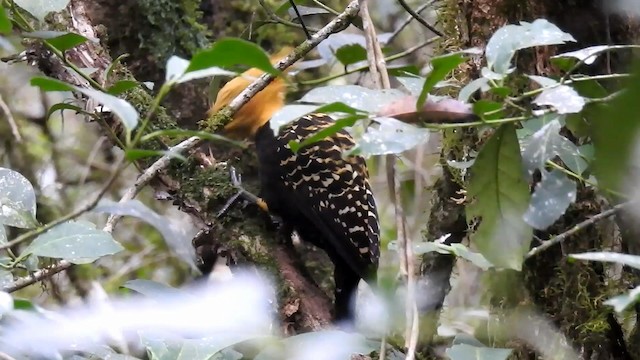 Blond-crested Woodpecker - ML192506611