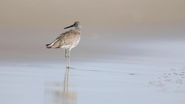 Willet - ML192506911