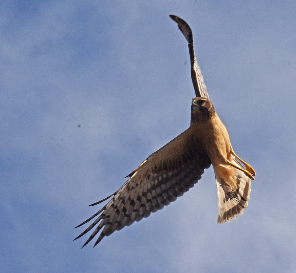 Northern Harrier - ML192507401