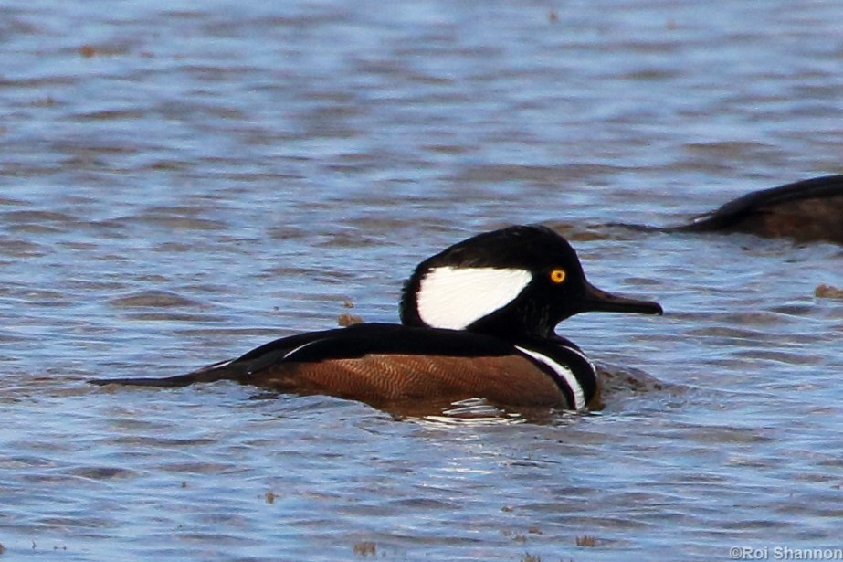 Hooded Merganser - ML192507581