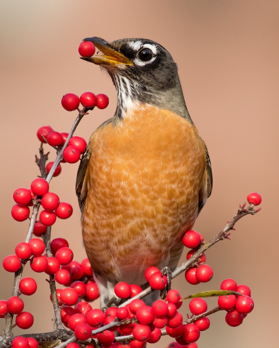 American Robin - ML192509471