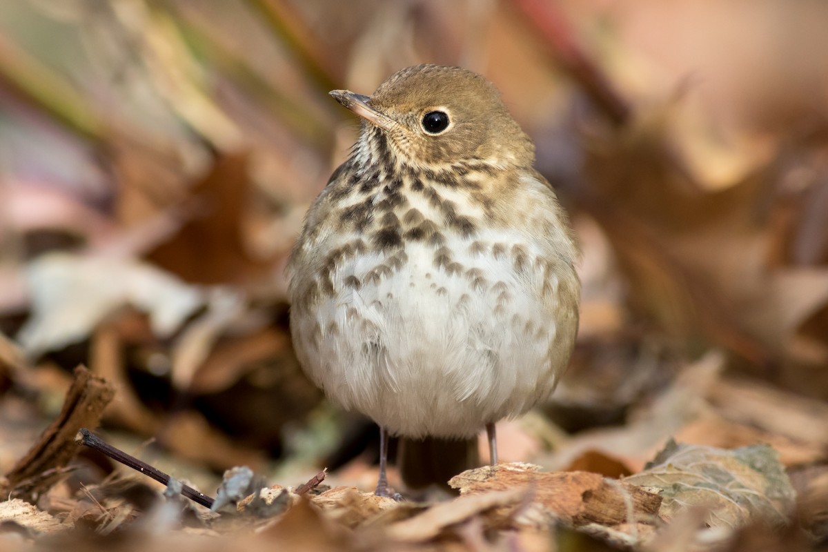 Hermit Thrush - ML192509621