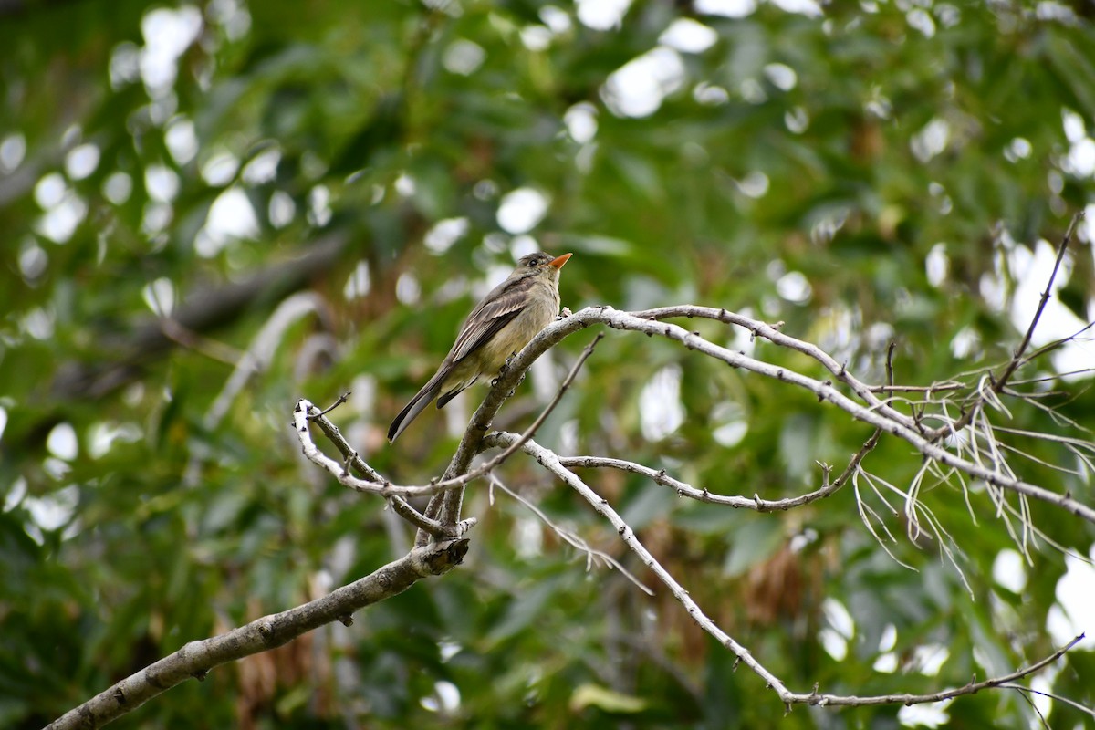 Greater Pewee - Cole Diem