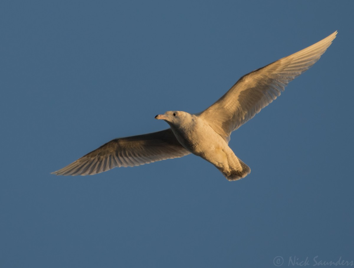 Glaucous Gull - ML192510151