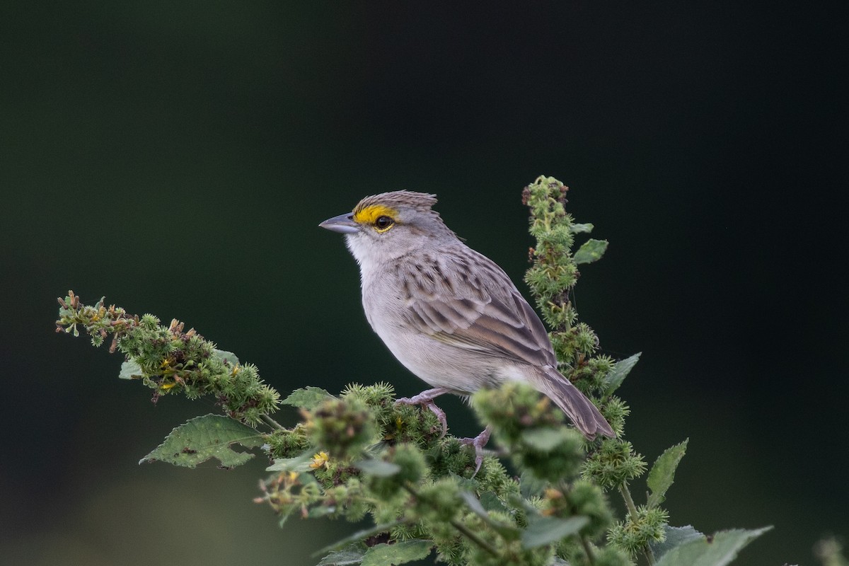 Yellow-browed Sparrow - Evan Buck