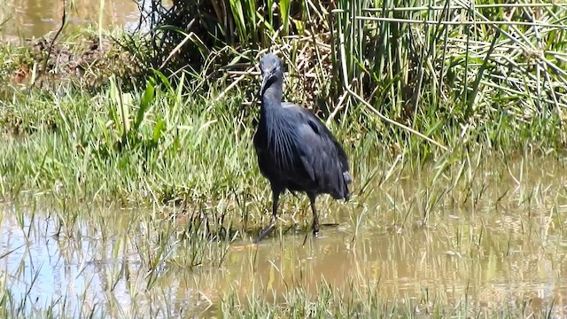 Black Heron - ML192510371