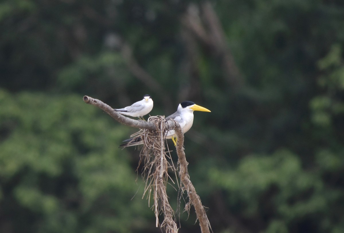 Yellow-billed Tern - ML192511471