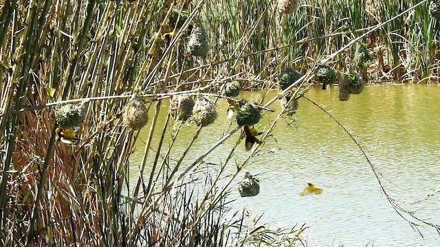 Southern Masked-Weaver - ML192512701