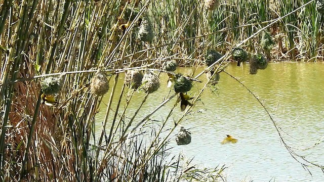 Southern Masked-Weaver - ML192512701