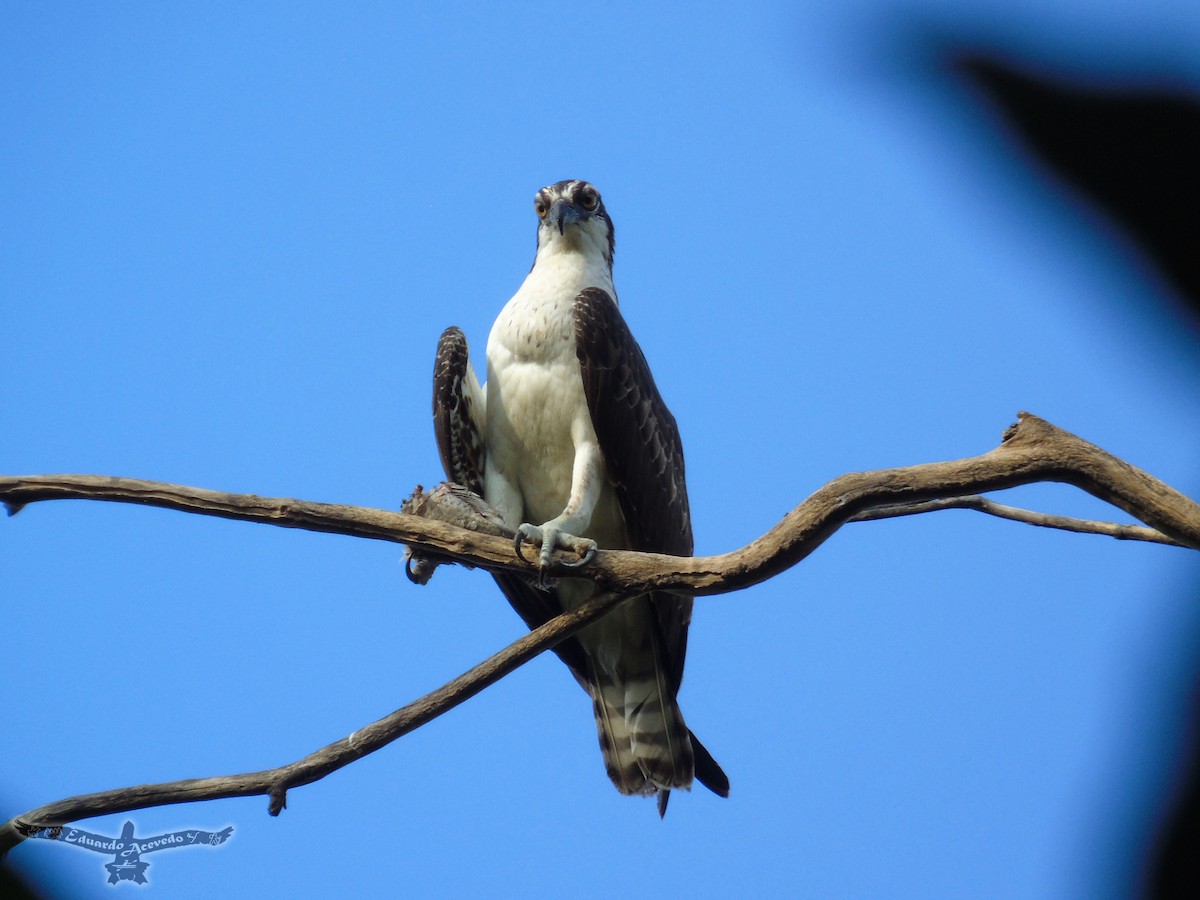 Osprey - Eduardo Acevedo