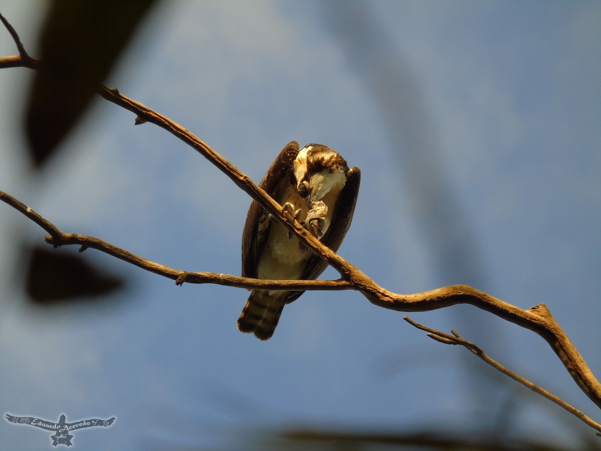 Águila Pescadora - ML192513521