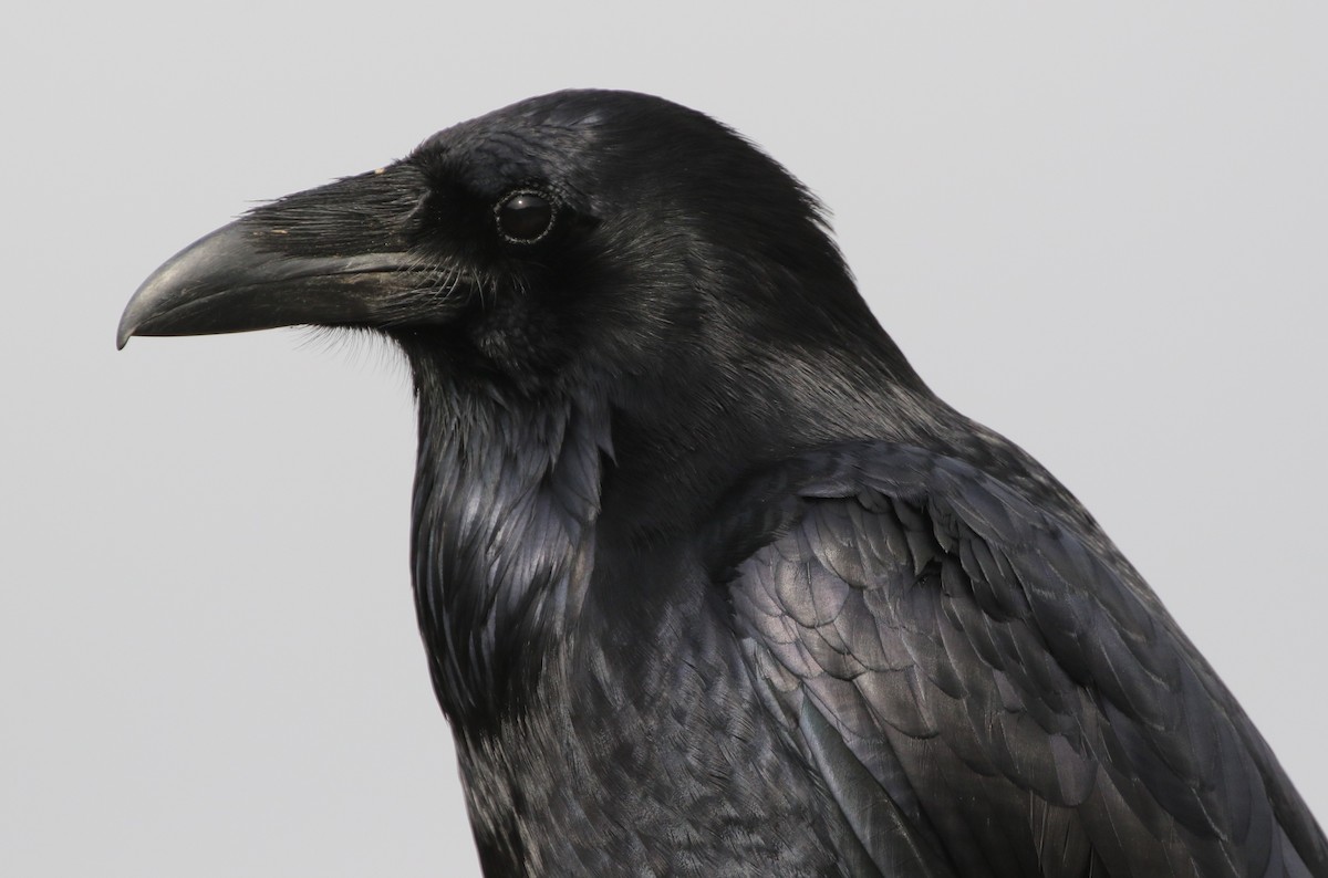 Common Raven - ML192513941