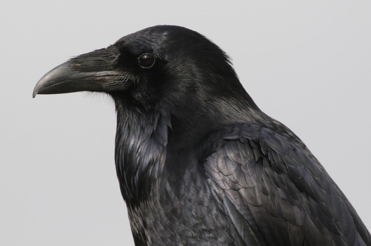 Common Raven - Mike "mlovest" Miller