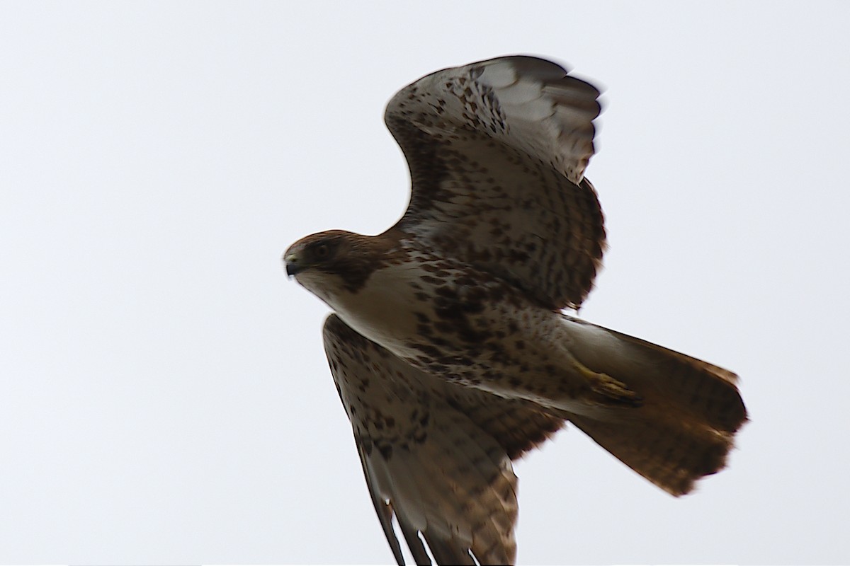 Red-tailed Hawk - ML192514021