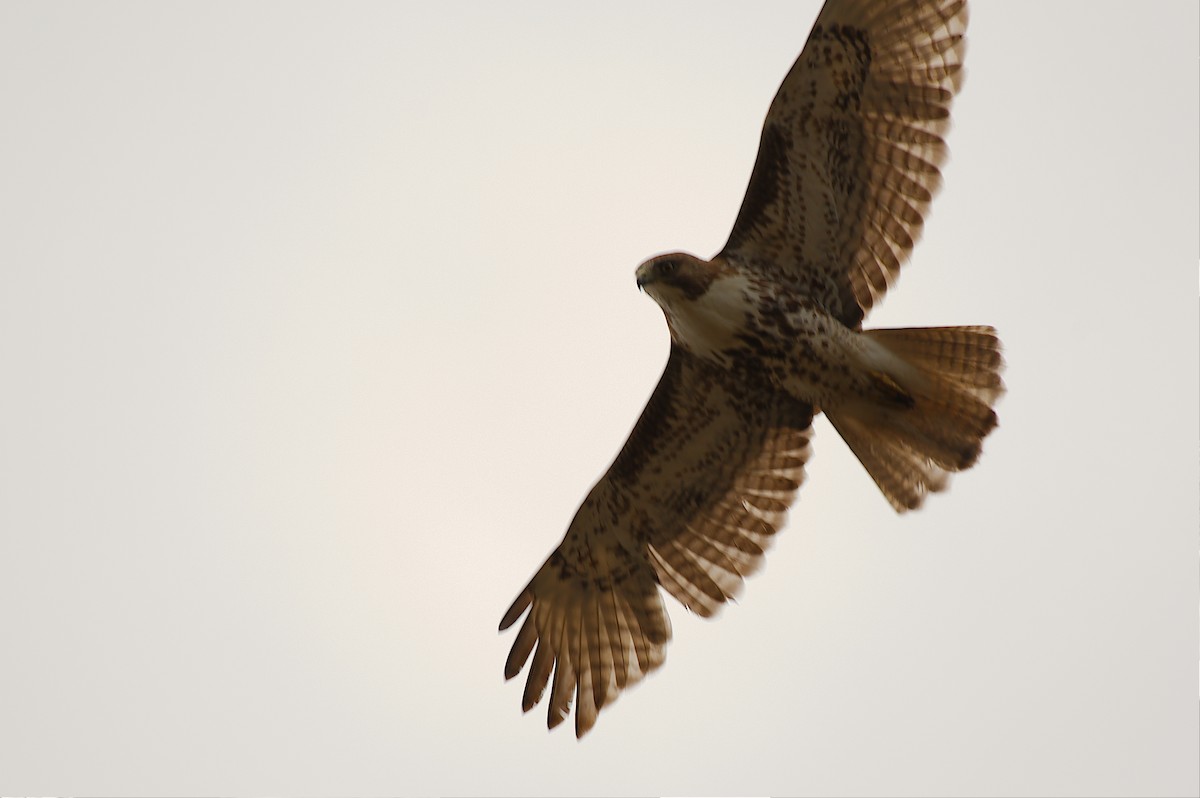 Red-tailed Hawk - ML192514091