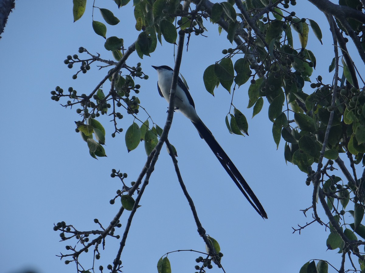 Fork-tailed Flycatcher (monachus) - ML192515031