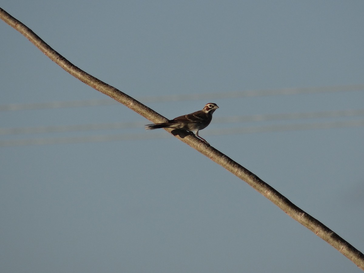 Lark Sparrow - Ramón  Trinchan Guerra