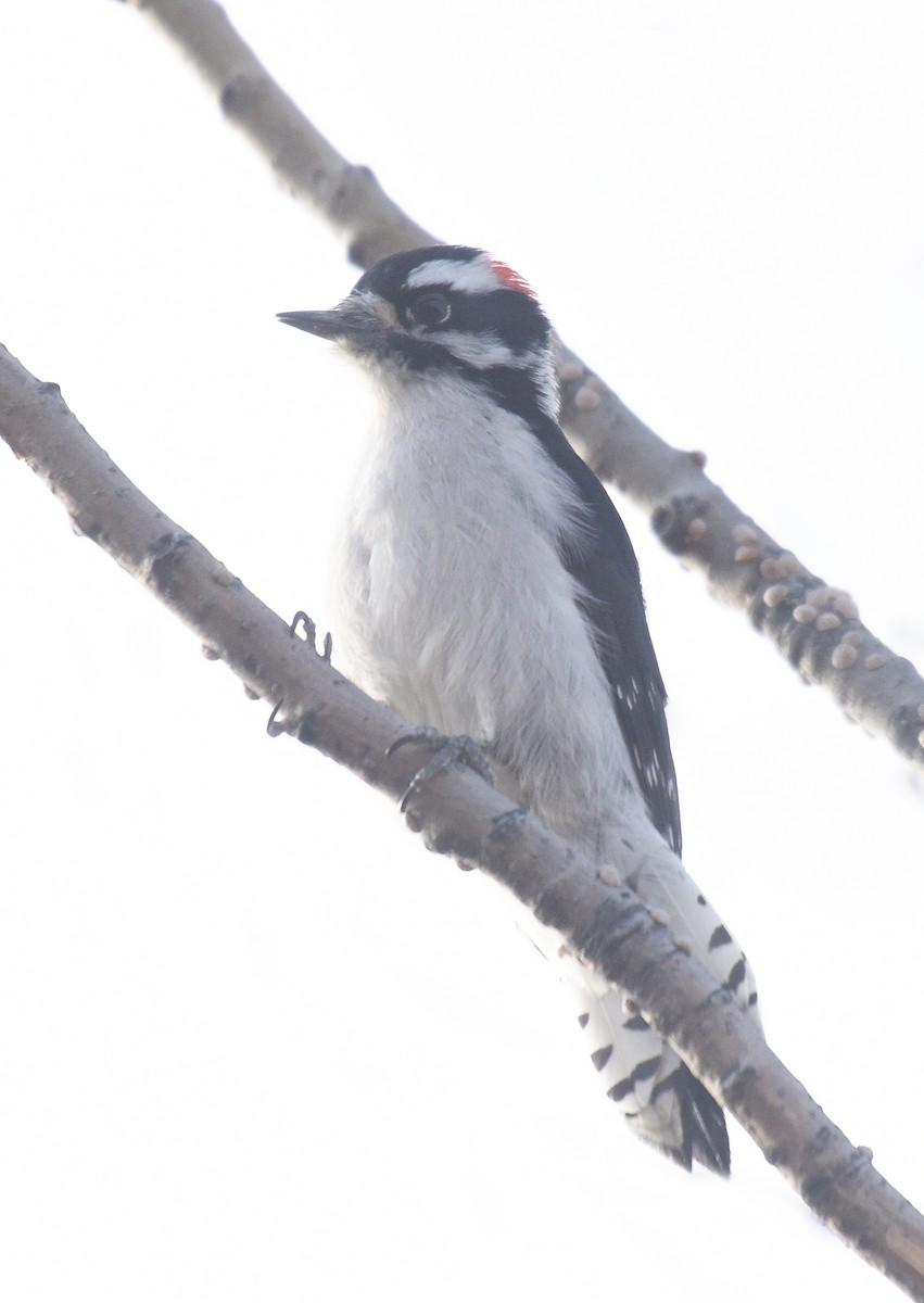 Downy Woodpecker (Rocky Mts.) - ML192515501