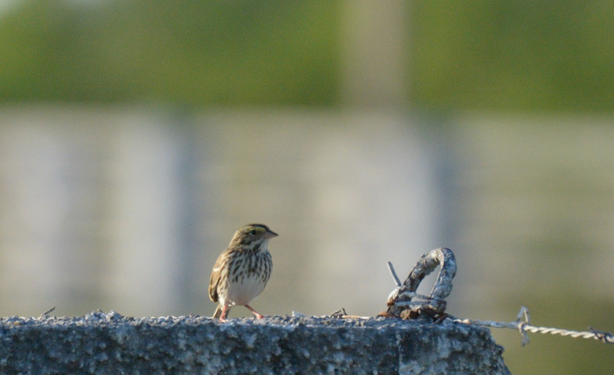 Savannah Sparrow - ML192515881