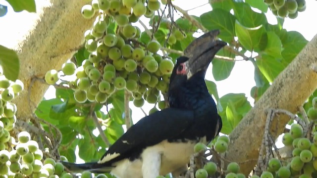 Trumpeter Hornbill - ML192516011