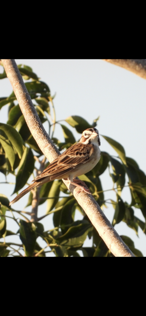 Lark Sparrow - Jose Antonio R Pasos Perez