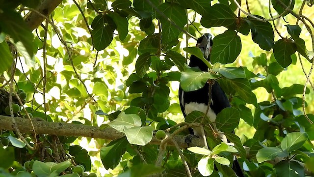 Trumpeter Hornbill - ML192517941