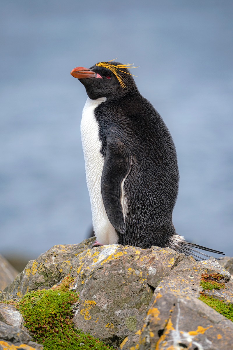 Златохохлый пингвин - ML192521701