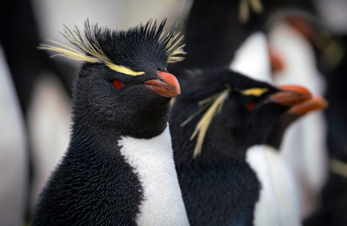 Southern Rockhopper Penguin - Rodrigo Moraga