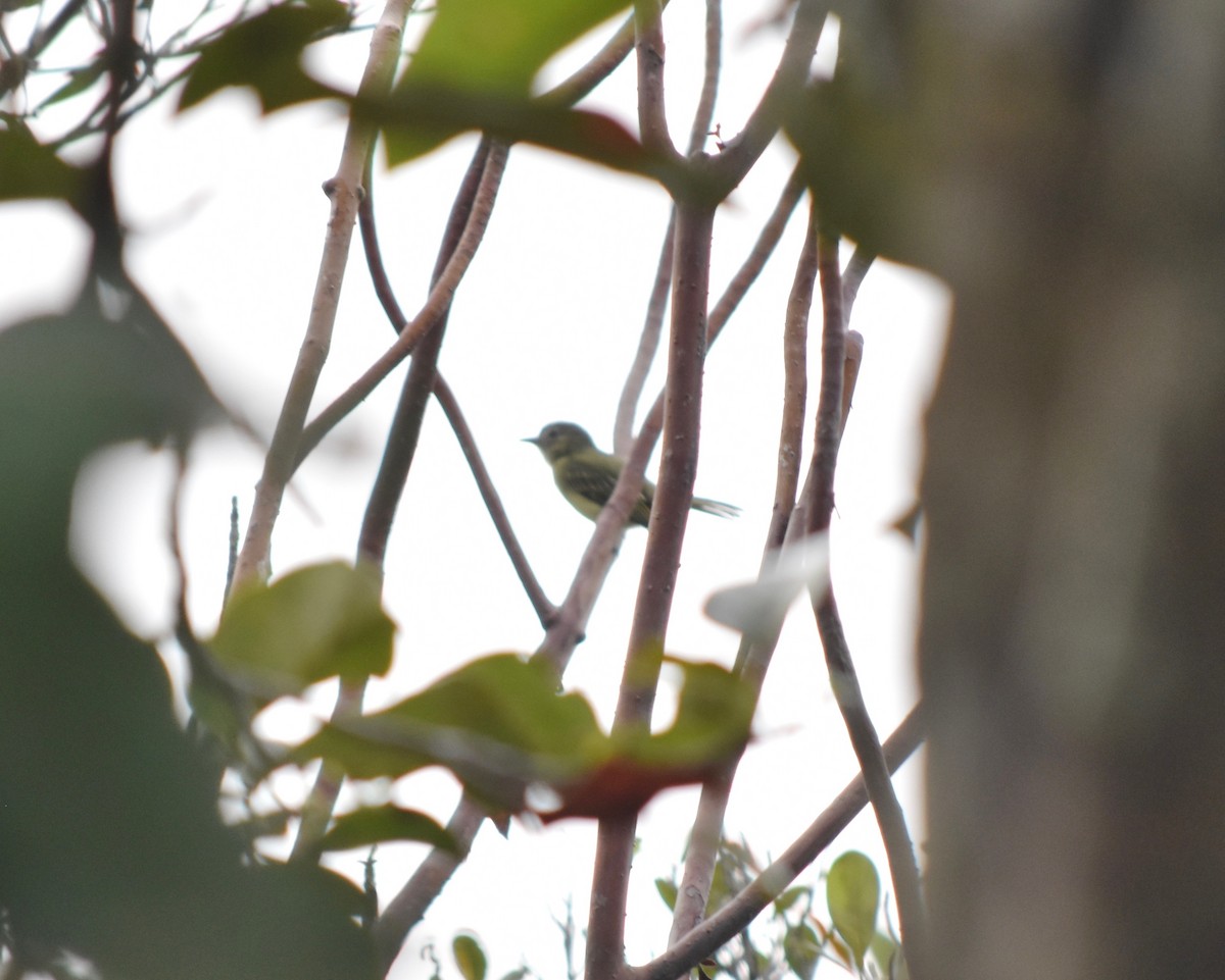 Yellow-margined Flatbill (examinatus) - ML192522341