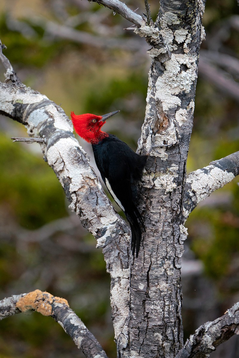 Magellanic Woodpecker - ML192522621