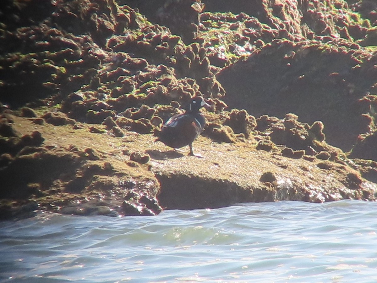 Harlequin Duck - ML192523611