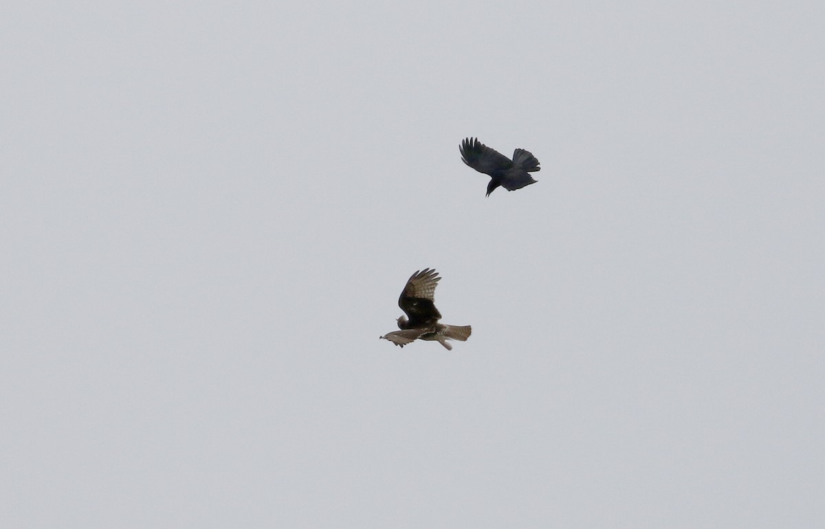 Red-tailed Hawk (borealis) - ML192524651