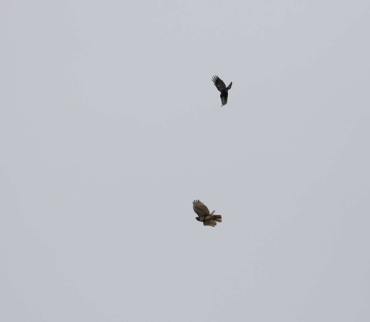 Red-tailed Hawk (borealis) - Jay McGowan