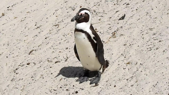 African Penguin - ML192524771