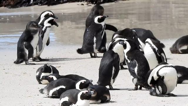 African Penguin - ML192525331