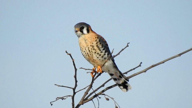 American Kestrel - ML192527411